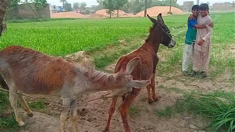 gay horses mating|Male donkey meeting with female Donkey video 2 .